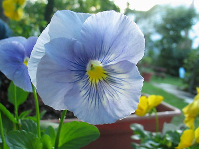 Jen planted some pansies outside the kitchen door to brighten up the backyard.