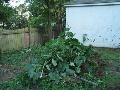 This is one half of the brush I cleared away from around the garage. It made a big difference.