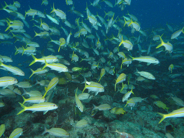 there are so many fish, in order to photograph coral you have to wave your hands and shoo them away.