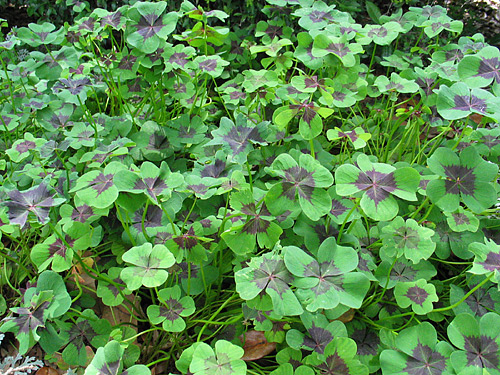 The statue I proposed next to was filled with four-leaf clover.